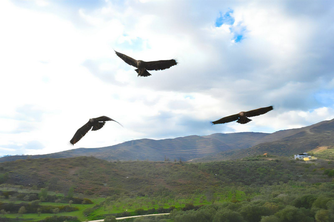 7 YIRTICI KUŞ YENİDEN DOĞADA