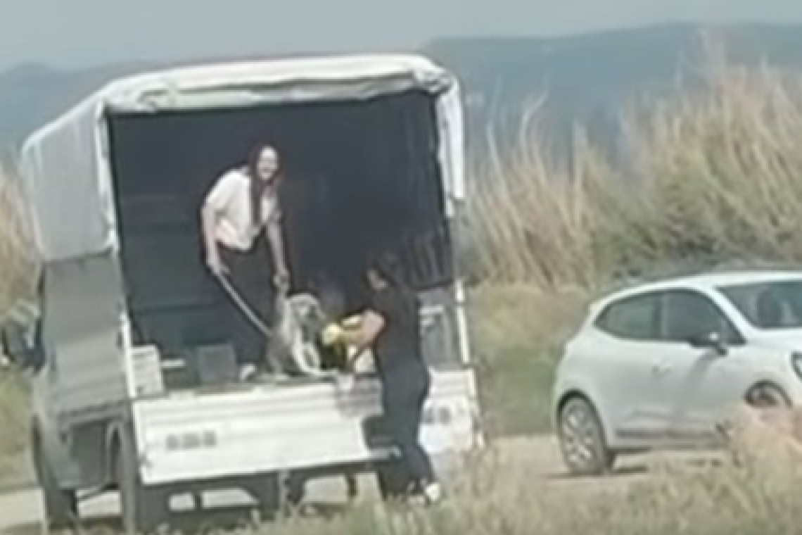 KÖPEK YAVRULARINI ATANLARA CEZA