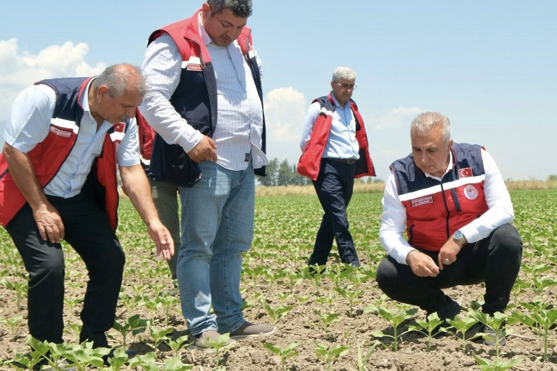 HATAY’DA BUĞDAY HASADI BAŞLADI