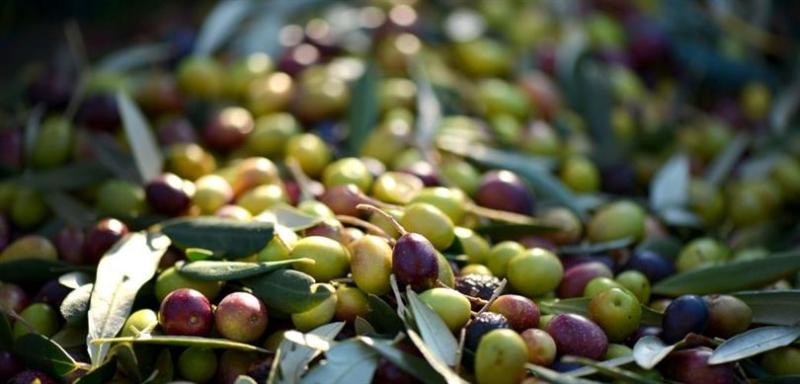 Zeytin_Üretimi_Vitrin.jpg