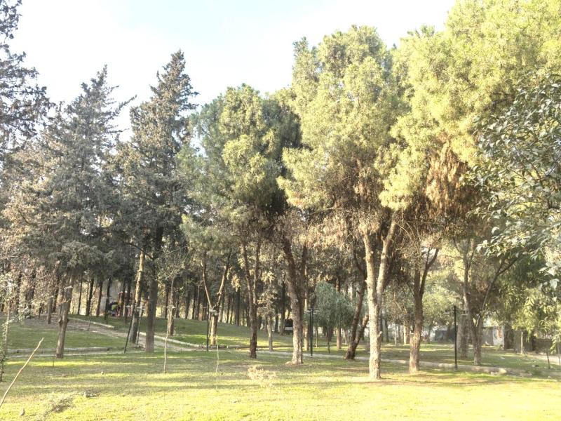 sosyete_parkıLAMASI.jpg